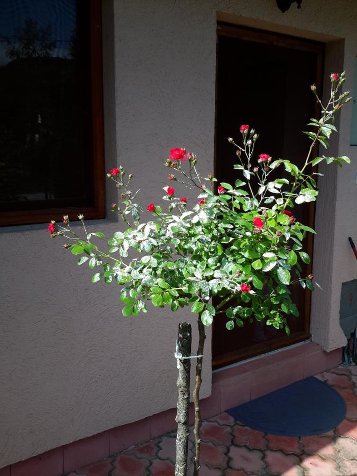 Viola I Detelina Apartments Perucac Bagian luar foto